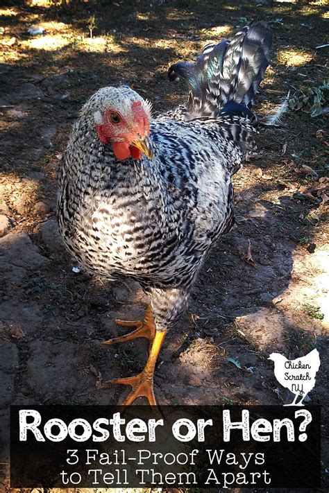 3 Fool Proof Ways to Tell Roosters from Hens .